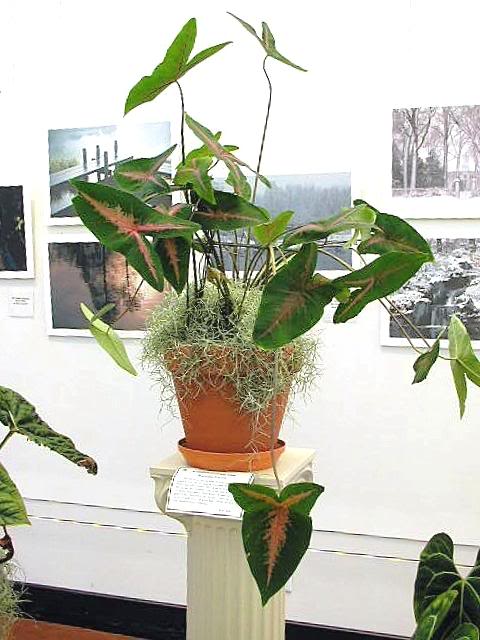 کالادیوم پیکتوراتوم